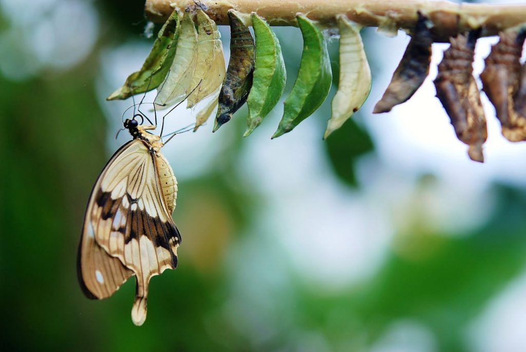 brown-white-butterfly-butterflies-colorful-63643-63643.jpg