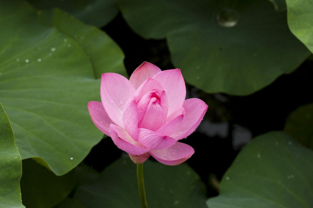 A serene pink lotus blooming amidst lush green leaves, symbolizing peace and purity.